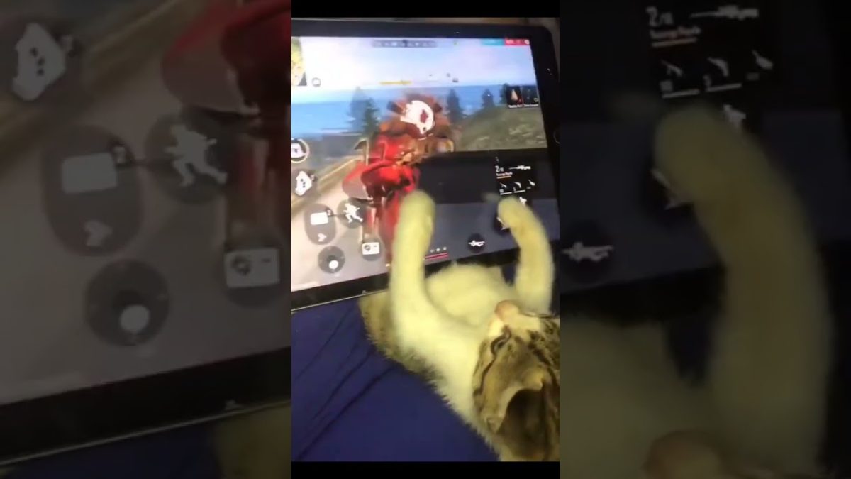 mi gato jugando free fire